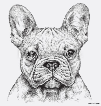 Bild på Highly detailed hand drawn French Bulldog vector illustration
